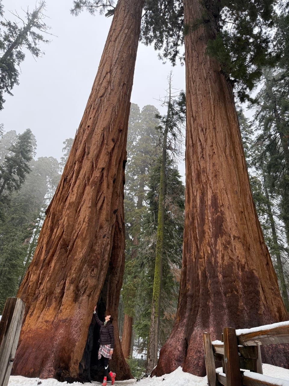 Giant Sequoias